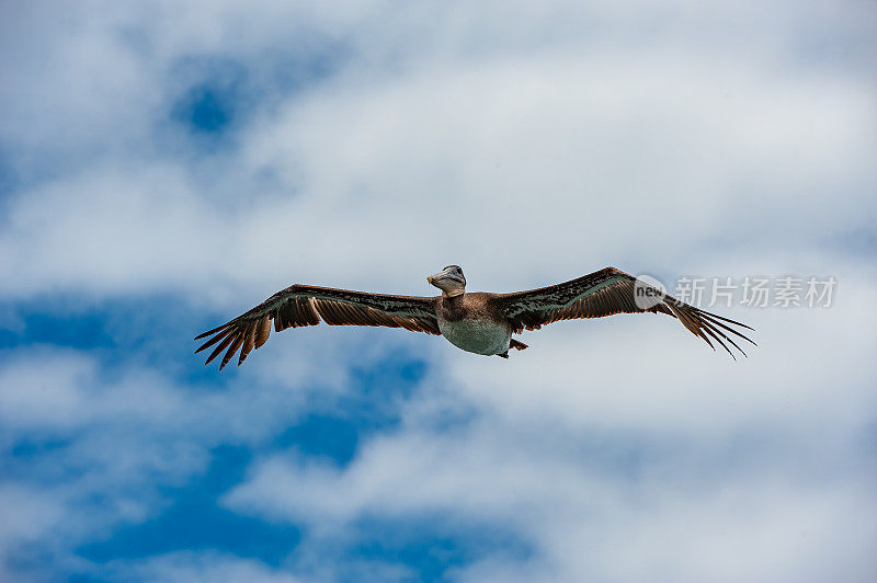 褐鹈鹕(Pelecanus occidentalis)是鹈鹕科的一种鸟。加拉帕戈斯群岛，厄瓜多尔。加拉帕戈斯群岛国家公园。Albermarle岛;厄瓜多尔;加拉帕戈斯群岛;加拉帕戈斯群岛;伊莎贝拉岛;Urbina湾。飞行。